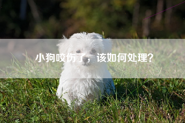 小狗咬伤了，该如何处理？