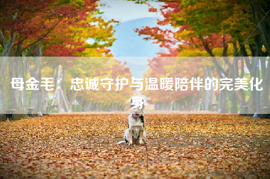 母金毛：忠诚守护与温暖陪伴的完美化身