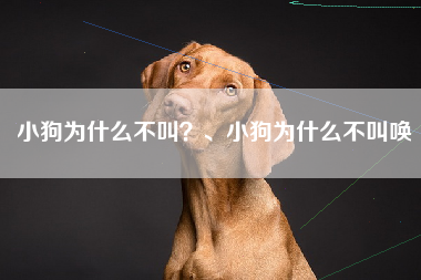 小狗为什么不叫？、小狗为什么不叫唤