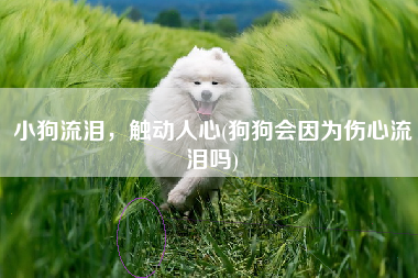 小狗流泪，触动人心(狗狗会因为伤心流泪吗)
