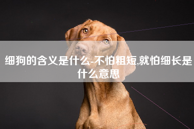 细狗的含义是什么-不怕粗短,就怕细长是什么意思