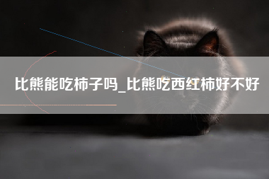 比熊能吃柿子吗_比熊吃西红柿好不好