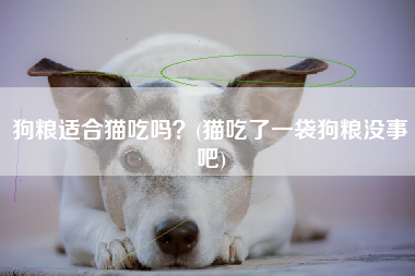 狗粮适合猫吃吗？(猫吃了一袋狗粮没事吧)
