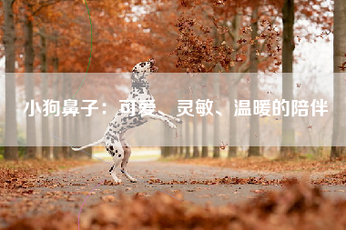 小狗鼻子：可爱、灵敏、温暖的陪伴