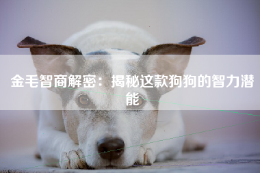 金毛智商解密：揭秘这款狗狗的智力潜能