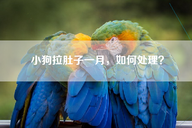小狗拉肚子一月，如何处理？