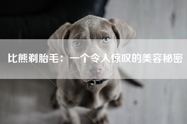 比熊剃胎毛：一个令人惊叹的美容秘密