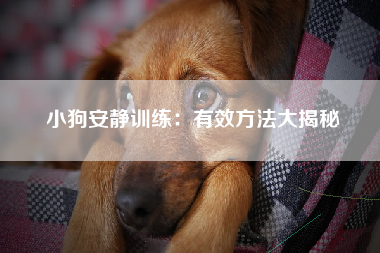 小狗安静训练：有效方法大揭秘