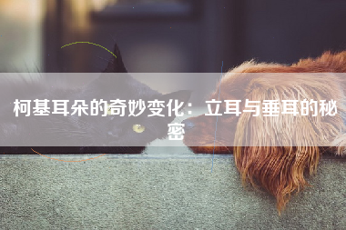 柯基耳朵的奇妙变化：立耳与垂耳的秘密