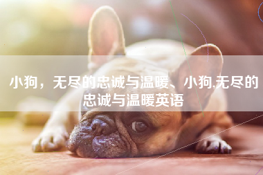 小狗，无尽的忠诚与温暖、小狗,无尽的忠诚与温暖英语