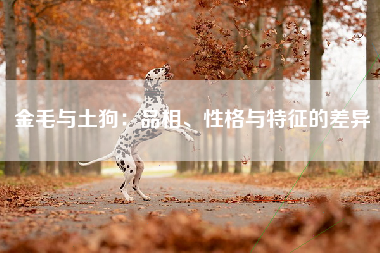 金毛与土狗：品相、性格与特征的差异