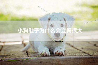 小狗肚子为什么会变得很大