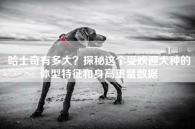 哈士奇有多大？探秘这个受欢迎犬种的体型特征和身高重量数据