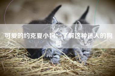 可爱的约克夏小狗：了解这种迷人的狗狗