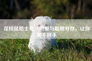 花枝鼠哈士奇：可爱与聪明并存，让你爱不释手