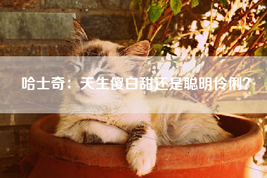 哈士奇：天生傻白甜还是聪明伶俐？