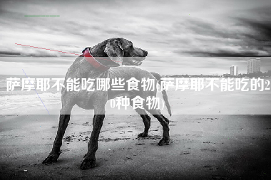 萨摩耶不能吃哪些食物(萨摩耶不能吃的20种食物)