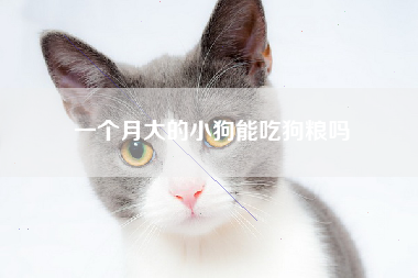 一个月大的小狗能吃狗粮吗