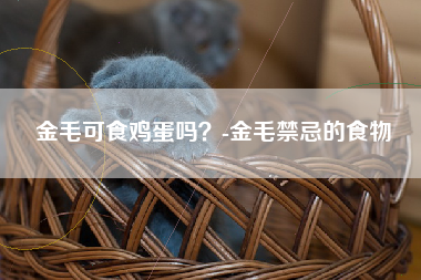 金毛可食鸡蛋吗？-金毛禁忌的食物