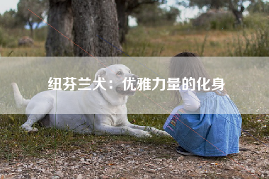 纽芬兰犬：优雅力量的化身