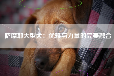 萨摩耶大型犬：优雅与力量的完美融合