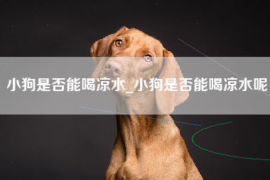 小狗是否能喝凉水_小狗是否能喝凉水呢
