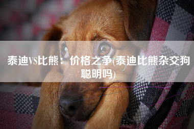 泰迪VS比熊：价格之争(泰迪比熊杂交狗聪明吗)