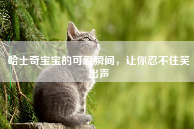 哈士奇宝宝的可爱瞬间，让你忍不住笑出声