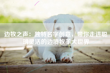 边牧之声：独特名字创意，带你走进聪明灵活的边境牧羊犬世界