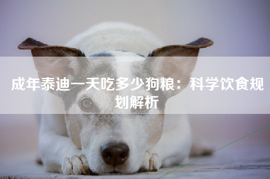 成年泰迪一天吃多少狗粮：科学饮食规划解析