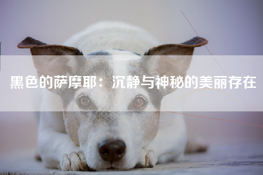 黑色的萨摩耶：沉静与神秘的美丽存在