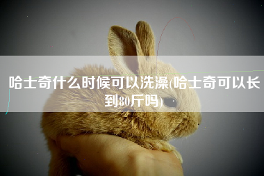 哈士奇什么时候可以洗澡(哈士奇可以长到80斤吗)