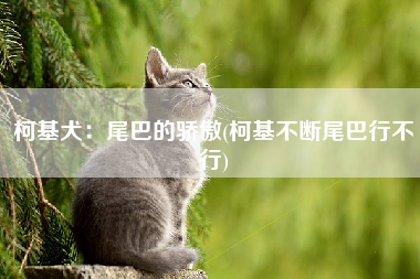 柯基犬：尾巴的骄傲(柯基不断尾巴行不行)