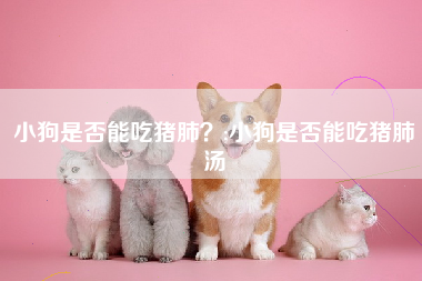 小狗是否能吃猪肺？;小狗是否能吃猪肺汤