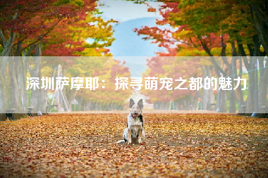 深圳萨摩耶：探寻萌宠之都的魅力