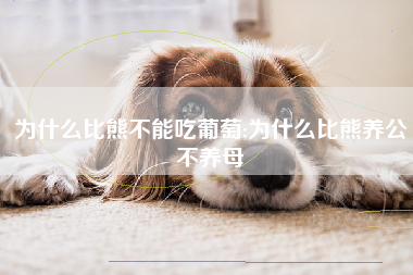 为什么比熊不能吃葡萄;为什么比熊养公不养母