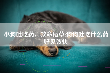 小狗吐吃药，救命稻草;狗狗吐吃什么药好见效快