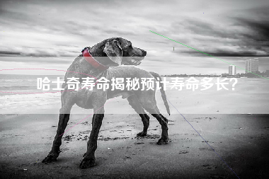 哈士奇寿命揭秘预计寿命多长？