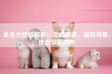 金毛犬性格解析：忠诚友善，温和可爱，适合家庭陪伴