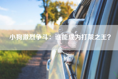 小狗激烈争斗：谁能成为打架之王？