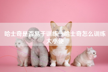 哈士奇是否易于训练—哈士奇怎么训练大小便
