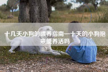 十几天小狗的喂养指南—十天的小狗抱来能养活吗