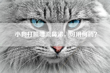小狗打喷嚏流鼻涕，可用何药？