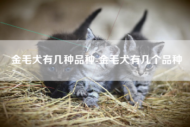 金毛犬有几种品种-金毛犬有几个品种