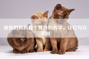 给你的狗狗起个独特的名字，让它与众不同