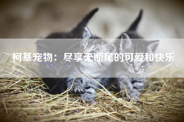 柯基宠物：尽享无断尾的可爱和快乐