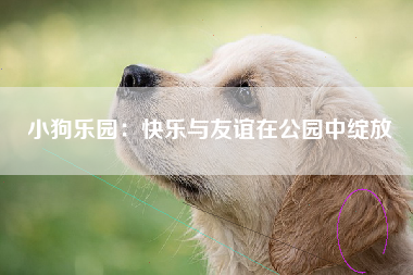 小狗乐园：快乐与友谊在公园中绽放