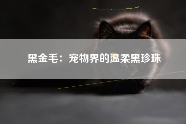 黑金毛：宠物界的温柔黑珍珠