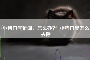 小狗口气难闻，怎么办？_小狗口臭怎么去除