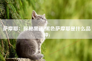 萨摩耶：探秘黑迷(黑色萨摩耶是什么品种)
